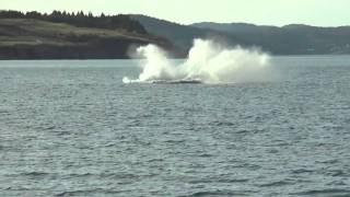 Catching a Glimpse Whale Watching in Newfoundland and Labrador [upl. by Mahla364]