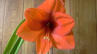 Amaryllis Bulb Gold Medal Hippeastrum [upl. by Ldnek218]