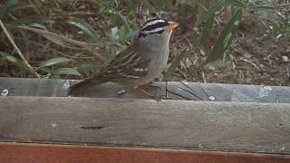 Sounds of a White Crowned Sparrow [upl. by Aicil]