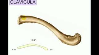 I Osteologia 2 [upl. by Mccall876]