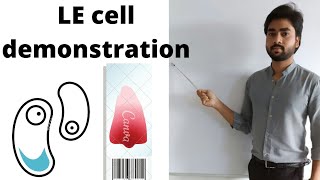 LE cell demonstration By Abhishek sir [upl. by Osicran]