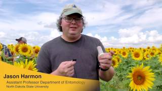 Cover Crops in Sunflower [upl. by Idonna]