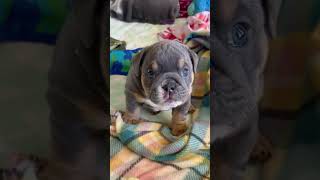 Angry Little Bulldog Sounds shorts puppy dog [upl. by Leoy]