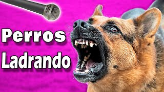 ❤️ ¡PERROS LADRANDO FUERTE para tu Perro o Gato  ¡Garantizado ❤️ [upl. by Sinnoda]