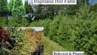 We sell A Large fast Growing Tree Cryptomeria Yoshino Bucks County Pa [upl. by Akiemehs]