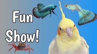 2024 Canadian Fall Pet Expo  Parrots Dogs Cats Alien Betta and More [upl. by Alisan]