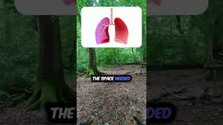 Why Is The Left Lung Smaller❤ education facts shorts [upl. by Leryt]