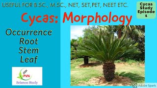 Cycas Morphology Occurrence Root Stem LeafCycas explained in HindiFor BSc MSc NEET etc [upl. by Carmelo16]