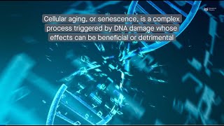 Decoding cellular aging Understanding the senescenceassociated secretory phenotype [upl. by Emiaj]