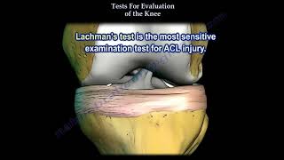 Tests For Examination Of The Knee Everything You Need To Know Dr Nabil Ebraheim [upl. by Grider]