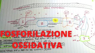 Fosforilazione ossidativa spiegazione semplice👌 Biochimica facile [upl. by Thaddaus]