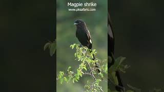 Magpie shrike l African longtailed shrike l Kruger Park [upl. by Higginbotham]