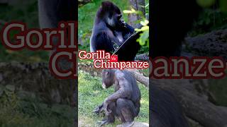 Chimpanzee vs Gorilla Which One Should You Fear animals wildlife shorts [upl. by Blanchette]