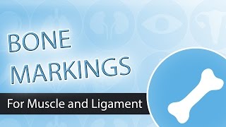 Bone Markings Muscle and Ligament Attachment Points [upl. by Rima]