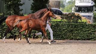 Oerend Hard HBC x Cantos stallion [upl. by Nelg]