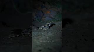 Indian Nightjar  Tipeshwar Call9167724318 nightjar birdsanctuary birds nocturnals tipeshwar [upl. by Ober]