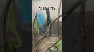 넓적배 사마귀 귀뚜라미 사냥 mantis mantodea [upl. by Elsa239]