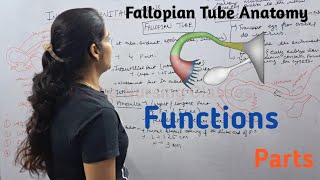 Fallopian Tube  Function Parts  By Reena Sharma  NORCET  Aiims  Cho Staff nurse  Gnm [upl. by Eisoj422]