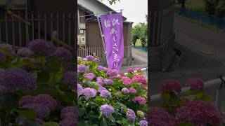 hydrangea festival in Japan🇯🇵 hortensia アジサイ travel virtualjapan [upl. by Oderfigis442]