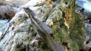 Common Basilisk Basiliscus basiliscus Lizard  Manuel Antonio National Park  Costa Rica [upl. by Eicyal]