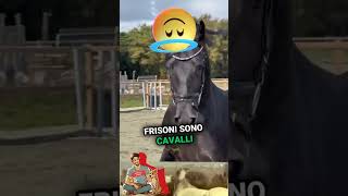 IL Frisone 🐴 🇸🇦 shortvideo frisone cavalli animali cavallo animale [upl. by Zacharia410]