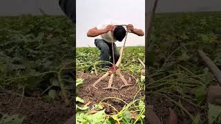 The process of digging sweet potatoes with the multi head rake [upl. by Kalk673]