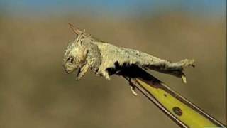 Loggerhead Shrike Impales Horned Lizard [upl. by Micco]