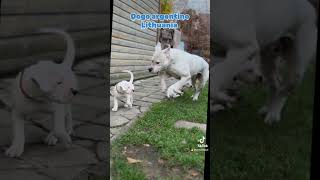 Dogo argentino Lithuania puppy dogoargentinopuppies [upl. by Ahsinek112]