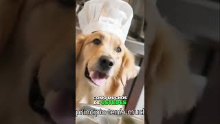 🍲La Cantidad Adecuada de Comida para Perros Consejos y Recomendaciones🥩 alimentosparaperros perro [upl. by Ardelia595]