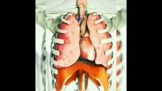 Mechanism of Respiration Animationduring inspiration and expiration [upl. by Aynodal]