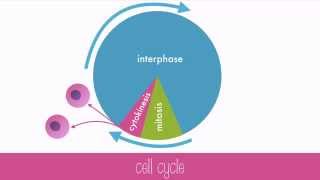 Cell Cycle [upl. by Stedt]