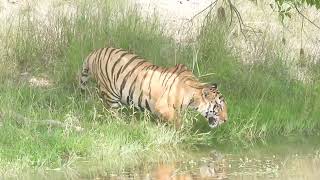 Bardiya TigerRoyal Bengal tiger [upl. by Ahseyd]