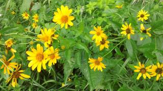 Oxeye Sunflower  Heliopsis helianthoides in bloom at Ion Exchange [upl. by Idur]