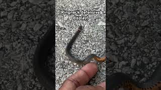 Bright Yellow Bellied Ringneck Snake [upl. by Shannan643]