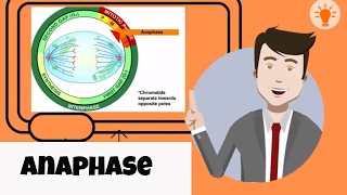 What happens in anaphase [upl. by Einaffets]