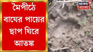 Kultali  মৈপীঠের ভুবনেশ্বরী গৌড়ের চক এলাকায় বাঘের পায়ের ছাপ ঘিরে আতঙ্ক  Bangla News [upl. by Shanly]