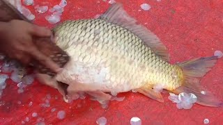 amazing big size colourful carp fish cleaning and cutting skill [upl. by Solrak]