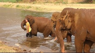 Rescued Baby Elephant Falls In Love With A Man  ElephantNews [upl. by Grier]