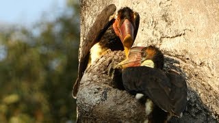 Hunting The Helmeted Hornbill [upl. by Reffinej]