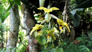 POLINIZADORES STANHOPEA SP [upl. by Gomez]