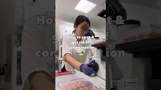 Bacteria vs yeast contamination 😫😫 cellculture lablife [upl. by Yhprum869]