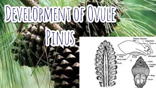 Development of Megasporangium ovule  Pinus  Gymnosperms [upl. by Alesig789]