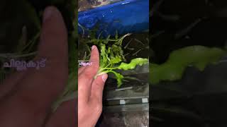 Cryptocoryne wendtii green [upl. by Lrem]