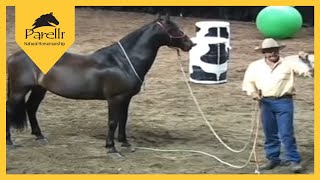 Parelli Natural Horse Training Tip  What Is Respect [upl. by Gainor]