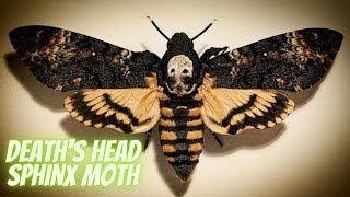 The Secrets of the Deaths Head Sphinx Moth A Fascinating Journey into its Mysterious World [upl. by Nyrrek184]