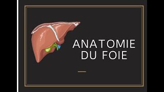 Anatomie du foie [upl. by Icat]