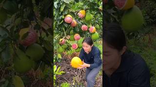 Beautiful Landscape Pomelo Fruit Farm  Sweet Pink Pomelo shorts satisfying fruit farming [upl. by Sivrat]