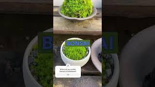 Which do you prefer bonsai or kokedamamoss ball bonsai kokedama mossball [upl. by Adnamma169]