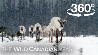 North Americas Largest Herd of Caribou on the Move 360 Video  Wild Canadian Year [upl. by Zacharia830]