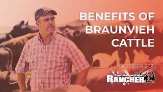 Benefits of Braunvieh  The American Rancher [upl. by Ydne]